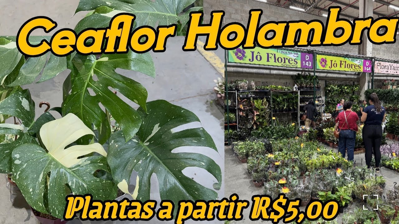 Onde Comprar plantas Baratas em Holambra! 