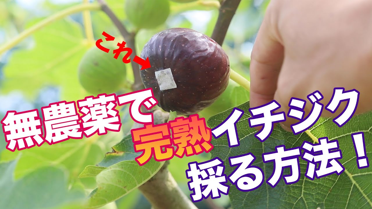 イチジク【無農薬】虫を寄り付けないテープ防除！
