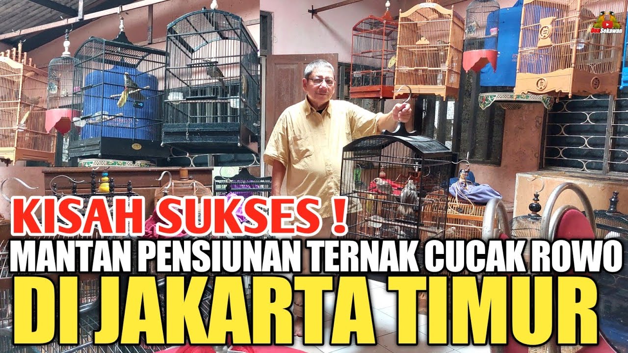GREBEK ! PETERNAK BURUNG CUCAK ROWO TARLIM CONDET JAKARTA TIMUR