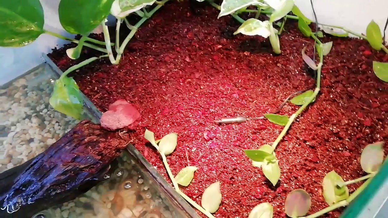 Un animal surpriză!
