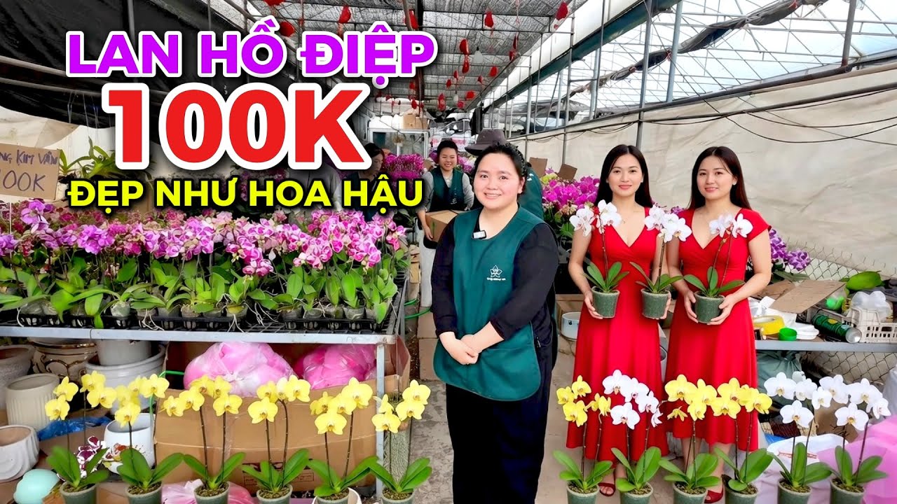 Tết 2026 - Lan Hồ Điệp Giá Rẻ Hút Khách Mua
