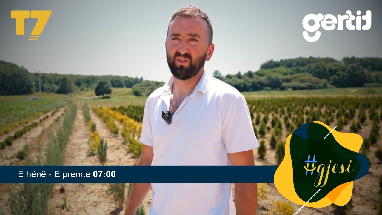 Fidanishtja në fshatin Llapashticë e orientuar vetëm në pisha | #gjesi | T7