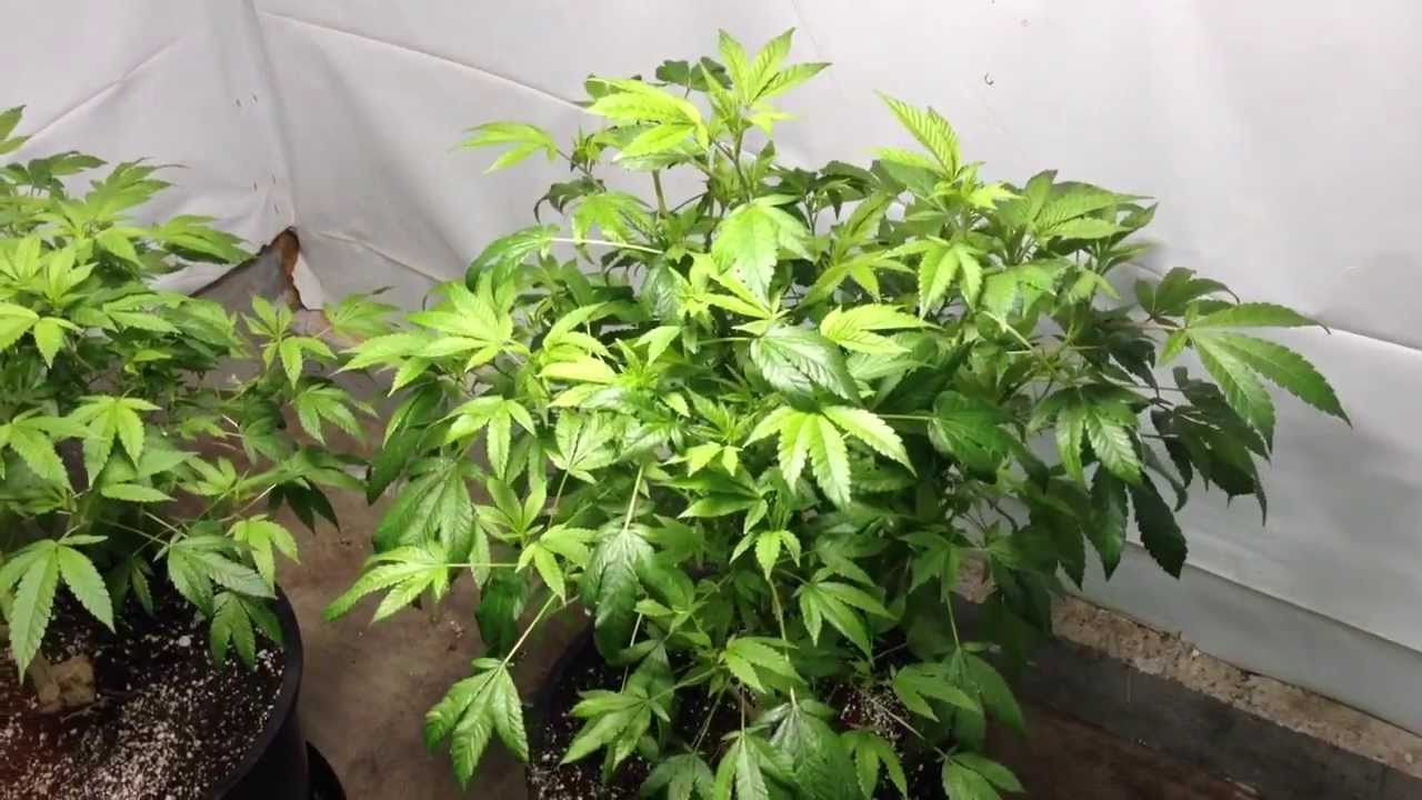 OMMPgrower garden updates and Slyy8585 drops in
