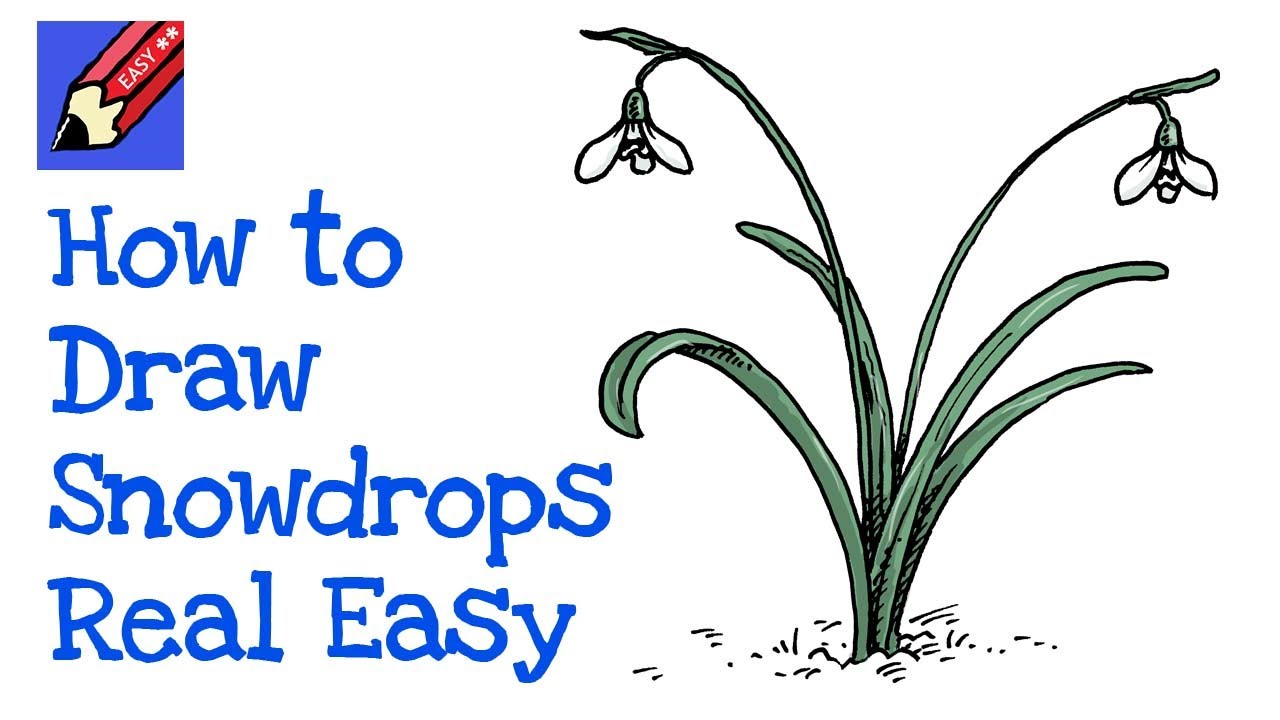 How to Draw Snowdrops Real Easy
