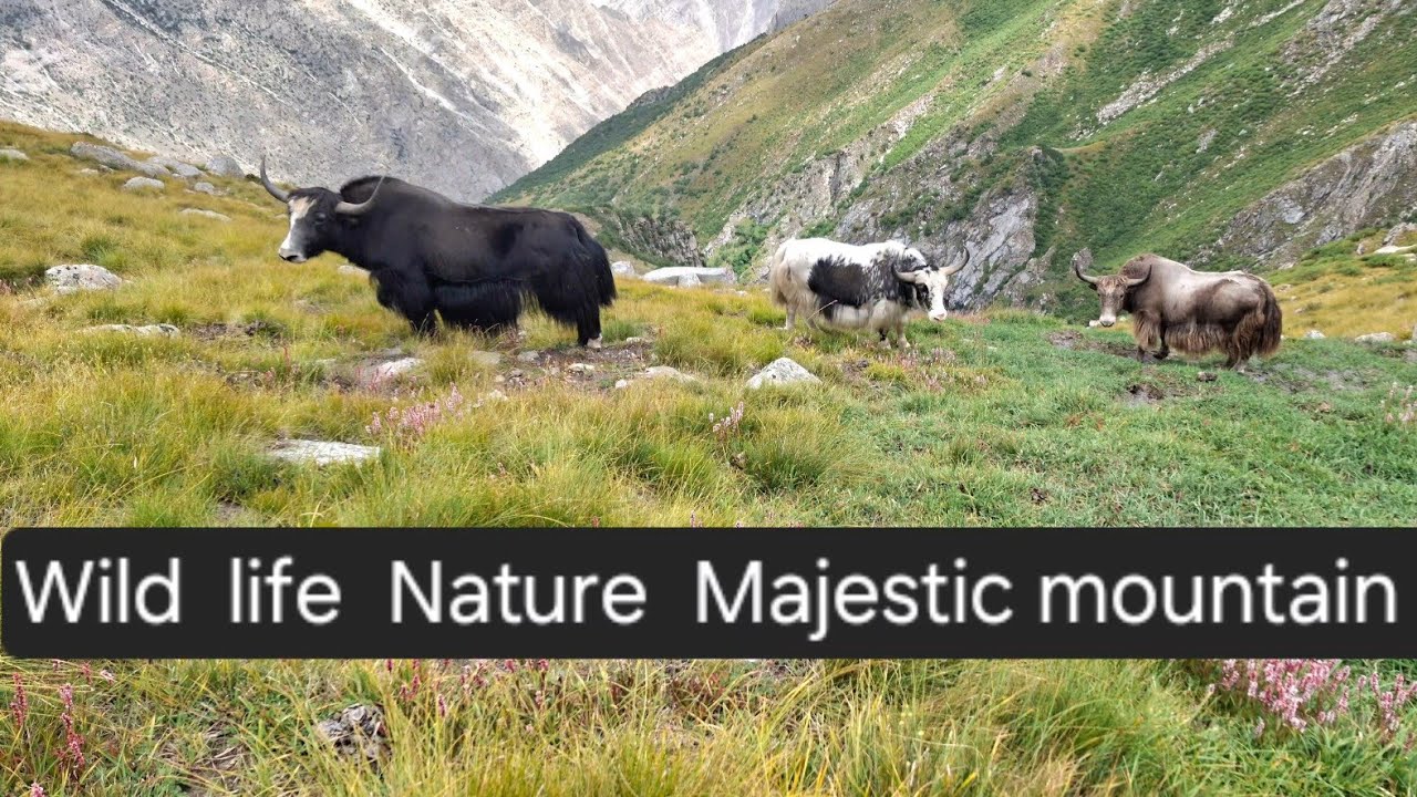 Wildlife in Mountains | The great Himalayan Mountain Yaks