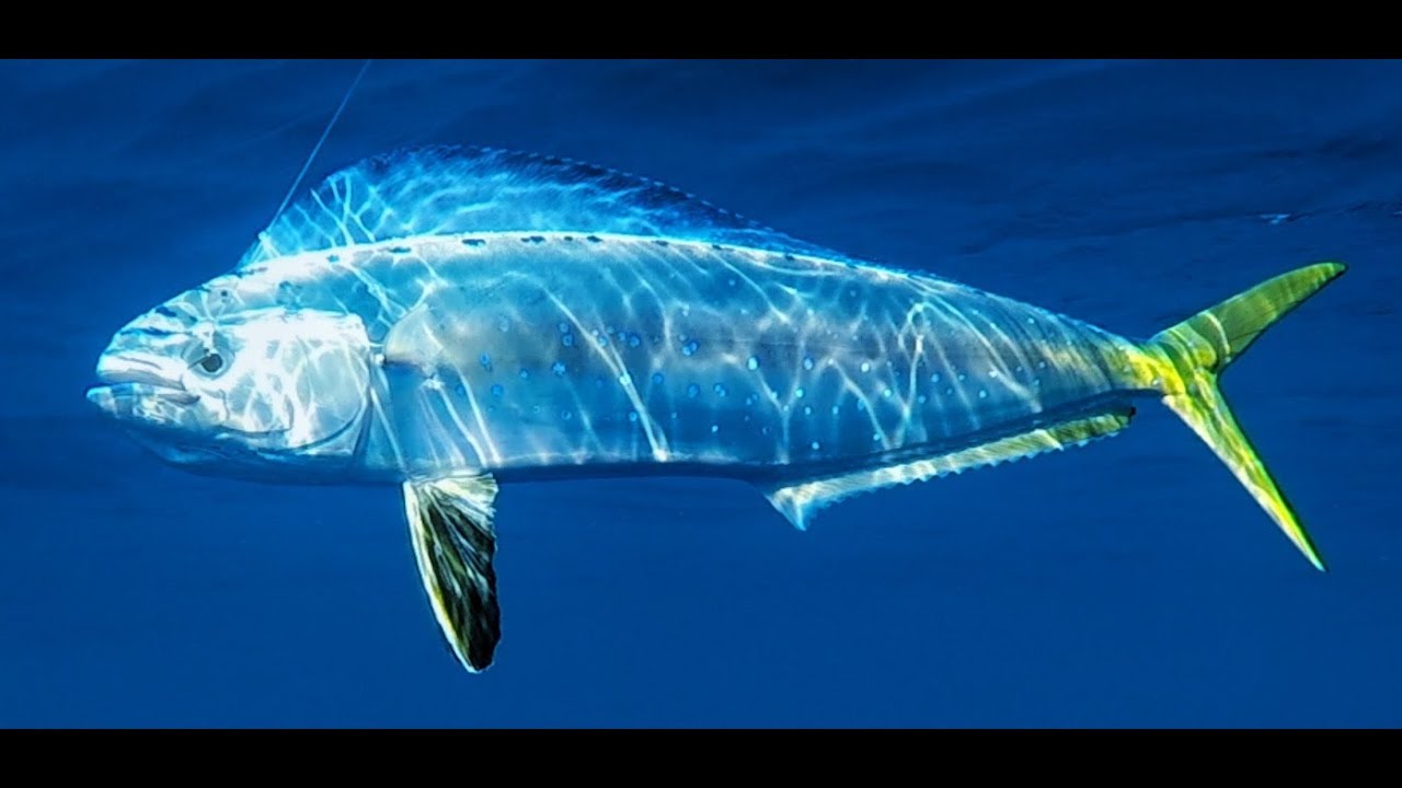 Mahi Mahi  Fishing Greece 