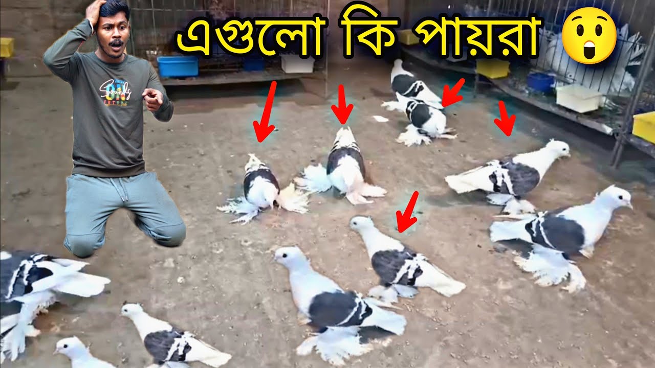 এগুলো কি পায়রা অসাধারণ লাগছে কিন্তু😲#myworld #petsvlog 