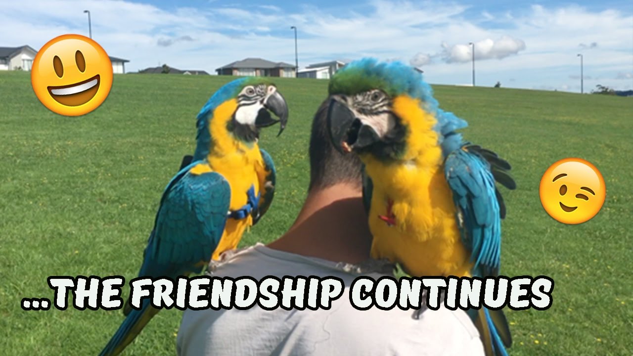 ✈️🚀 Double Parrot Trouble: Marley & Diego's Playdate (Ara Ararauna) #freeflight💯🚀✈️