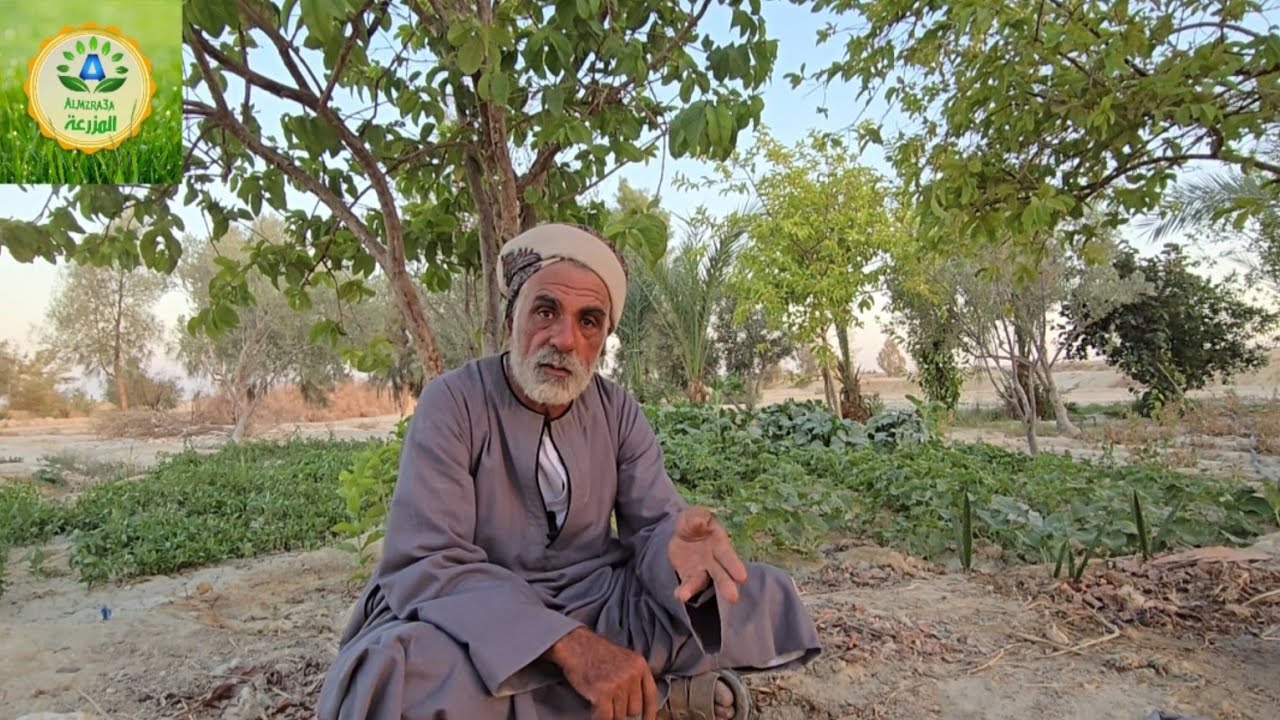 بعد سنوات من التجارب الزراعية الفاشلة يأتي النجاح الباهر مع عم عصام أسطورة زراعة القرع والخضروات