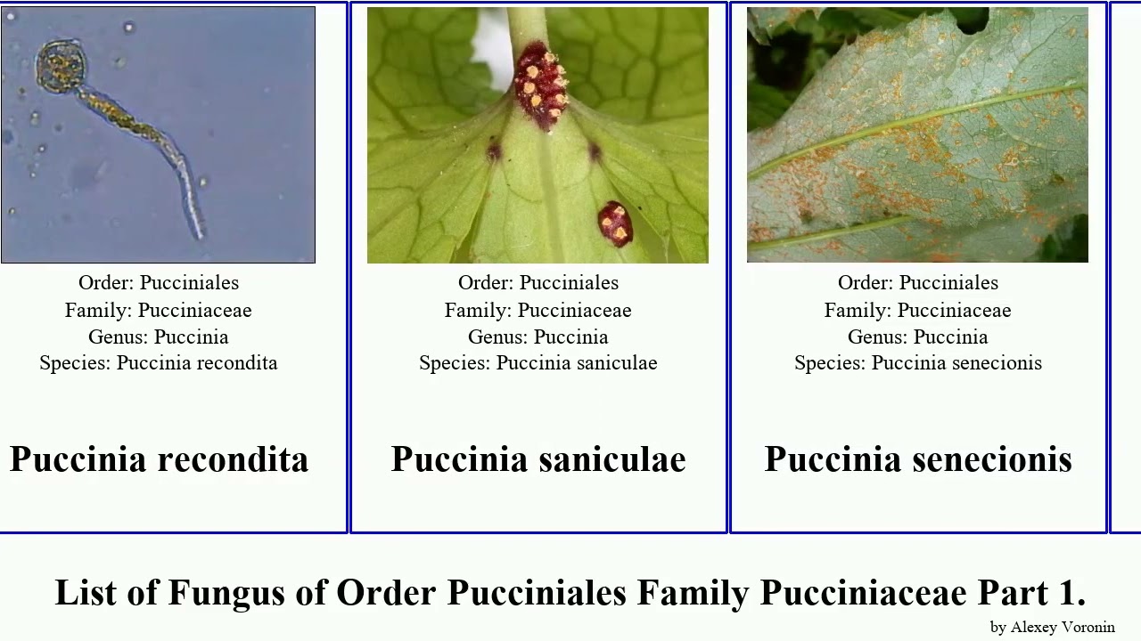 List of Fungus of Order Pucciniales Family Pucciniaceae Part 2. uromyces major var leaf rust