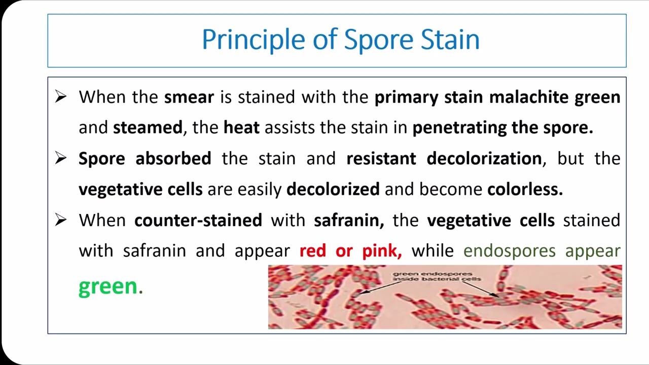 Endospore Stain Spore Stain