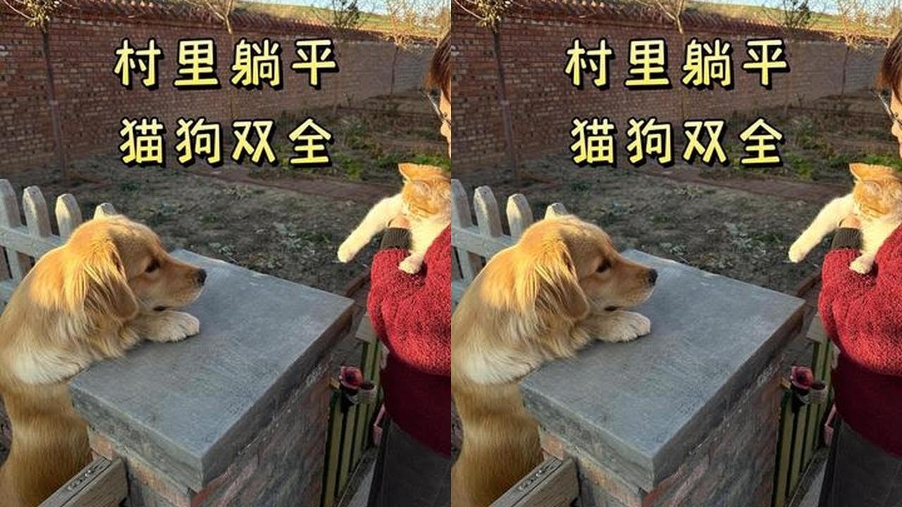 在村里退休躺平的日子，猫狗双全了！ 最近家里来了新成员，玩物丧志。。#回村的生活 #记录真实生活 #猫狗双全