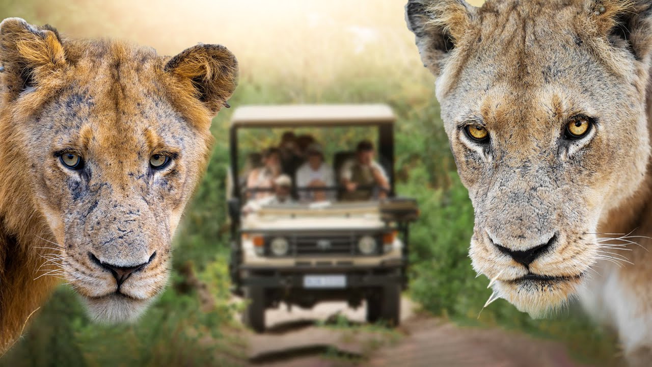 Se nos acercan MUCHOS LEONES es un SAFARI EN SUDÁFRICA 🦁
