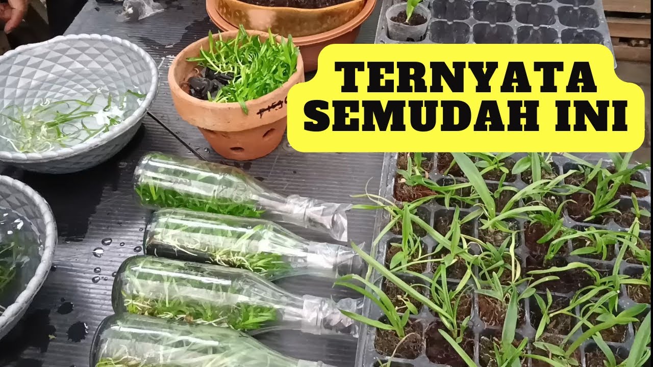 Это так просто! Научитесь выращивать орхидеи в SUHU Anggrek Kusuma Orchid. Новички могут мгновенн...