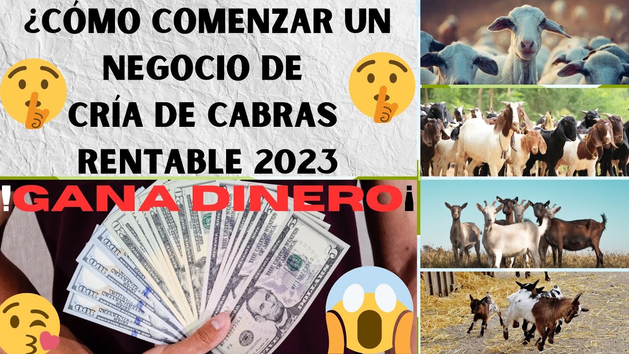 🤑🤑C&oacute;mo Comenzar Un Negocio De Cr&iacute;a de Cabras Rentable 2023🤑🤑5 Pasos Para Ganar Dinero