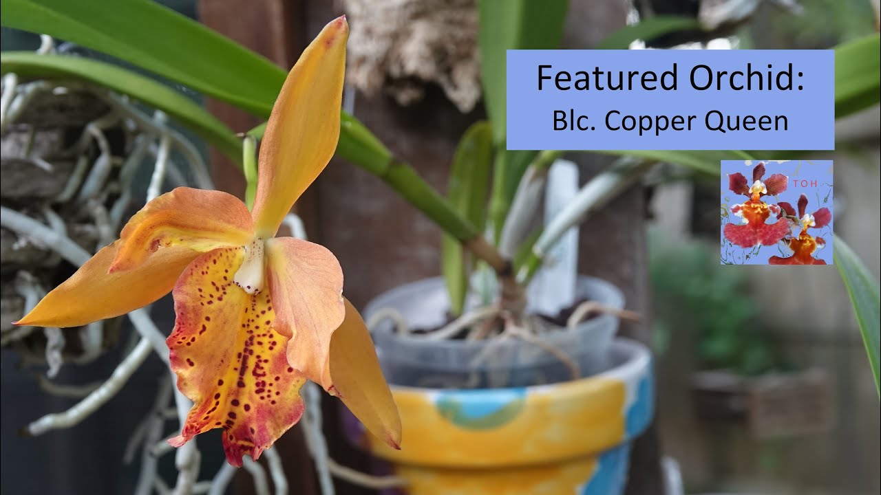 Featured Orchid: Blc. Copper Queen | A Bittersweet Orchid Bloom | Why First Blooms Can Be A Mystery