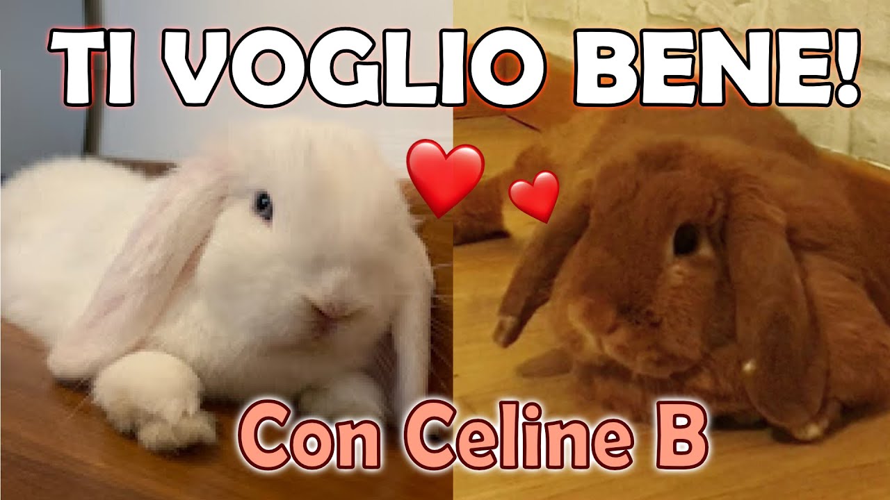 Il Tuo Coniglio Ti Vuole Bene? - 8 modi per capirlo (Con Celine B)