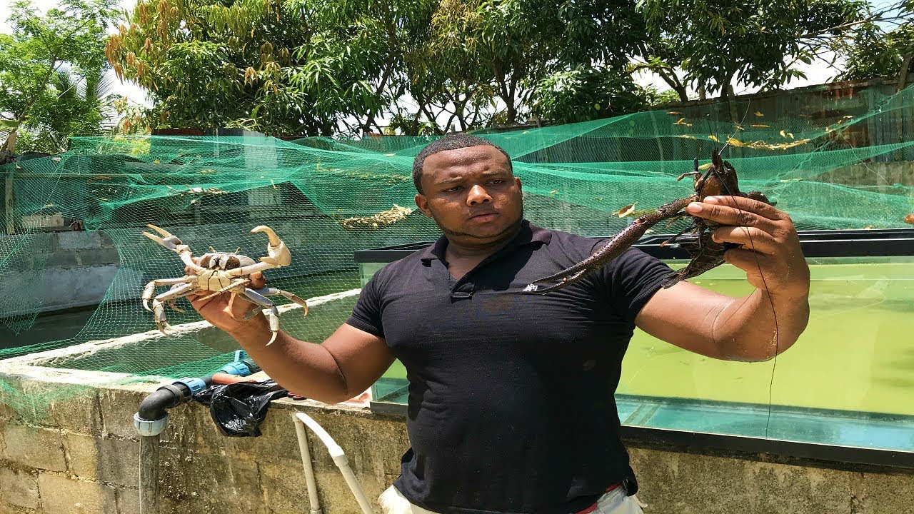 que sucede si ponemos el camaron mas grande del río con un cangrejo