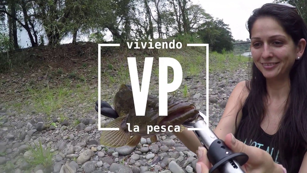 Guabina Enorme en R&iacute;o Arenal, San Carlos | #viviendolapesca