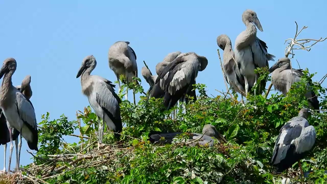 A Peaceful Bird Sanctuary Celebrating Nature, Conservation, and Winged Wildlife 076