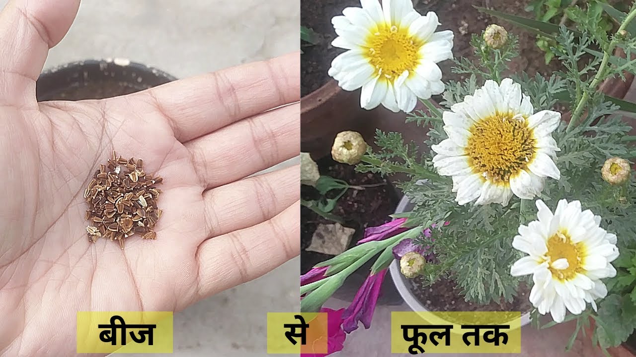 बीज से फूल तक - क्रिसेंथमम (Chrysanthemum) को बीज से कैसे उगाएं? Grow Chrysanthemum