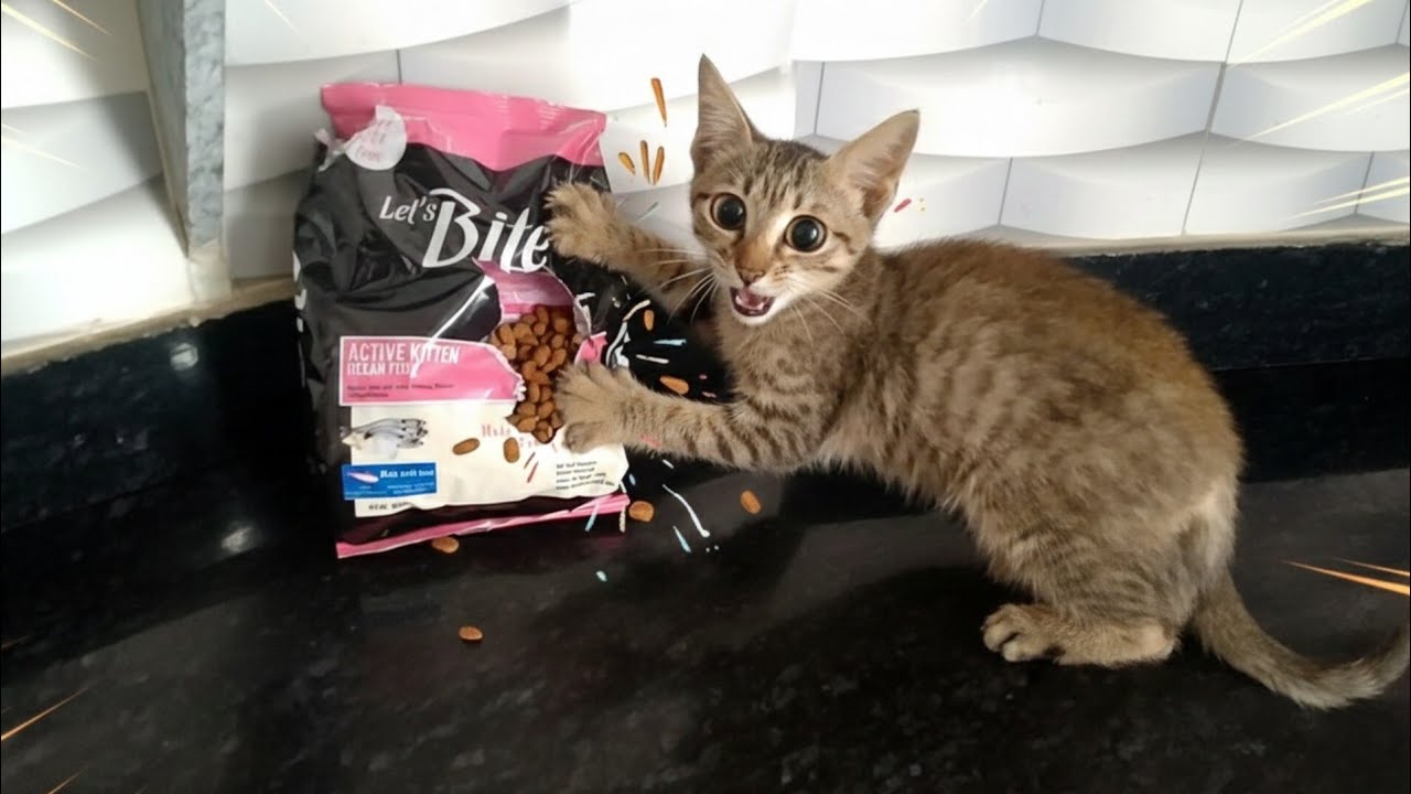 When Hunger Beats Common Sense &ndash; Funny Kitten Moment 😹