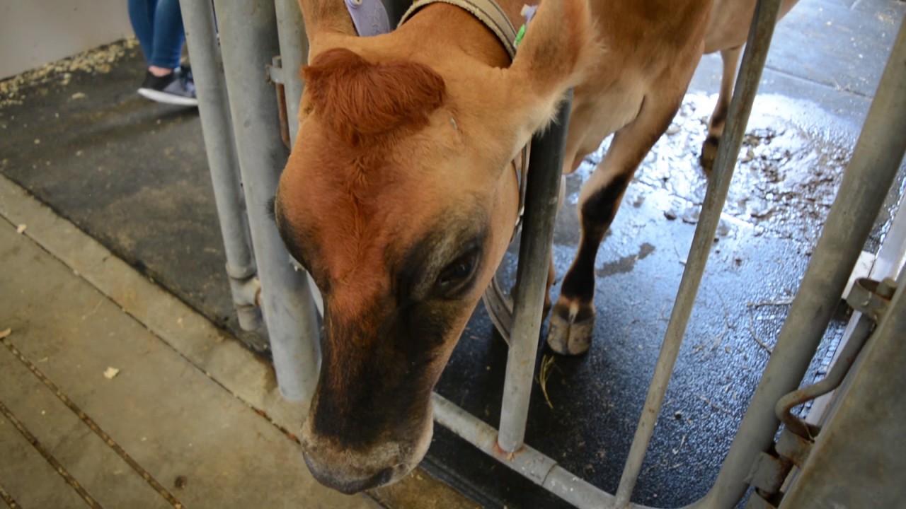 Auburn University College of Veterinary Medicine Vet Camps