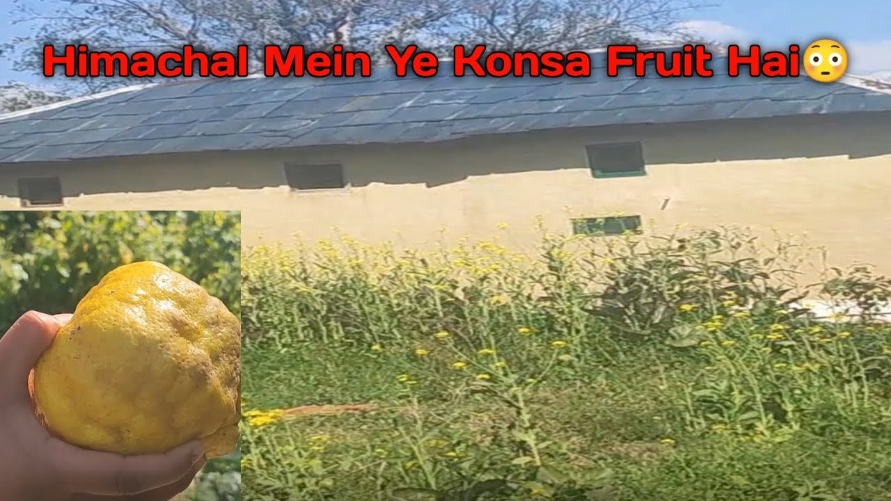Himachal Mein Ye konsa Fruit mila 😳Day 3 #vlog 