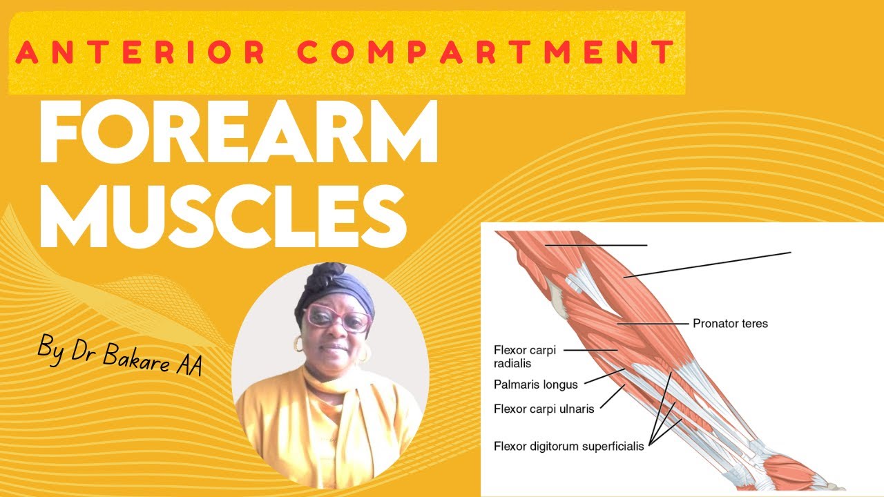 Anterior muscles of the forearm #anatomy101 #science #education