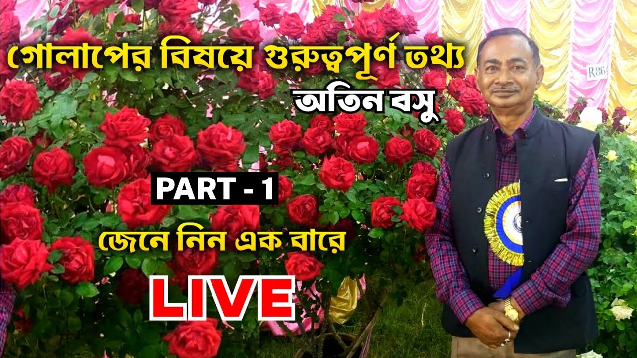 Rose Lovers - The Bengal Rose Culture | How to repot new rose plant by Atin Basu | Part - 1
