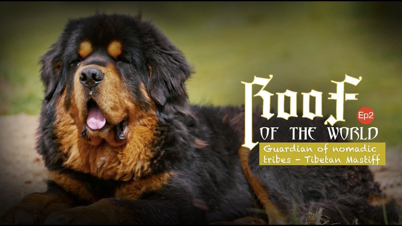Roof of the world Ep2: Guardian of nomadic tribes - Tibetan Mastiff