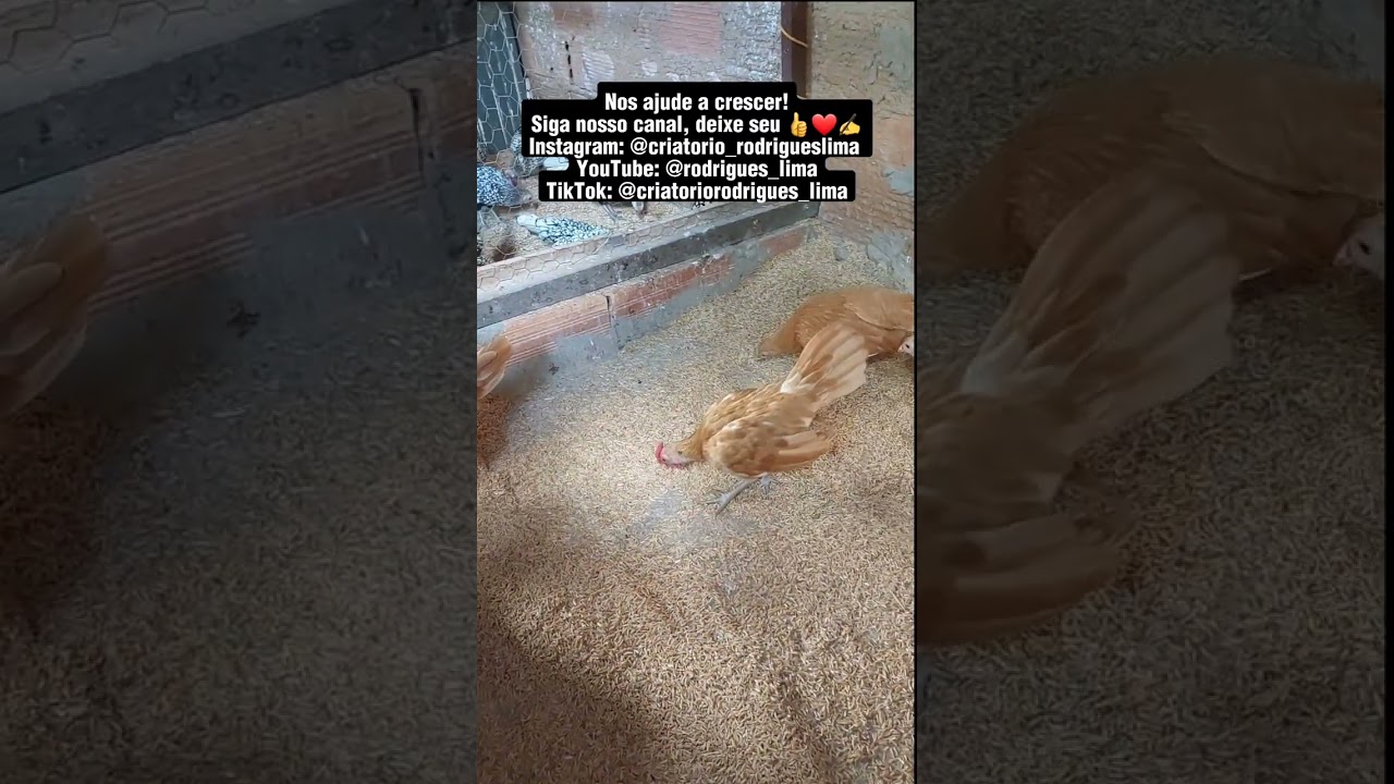 LOGO TEREMOS OVOS | Sebright Camurça| 