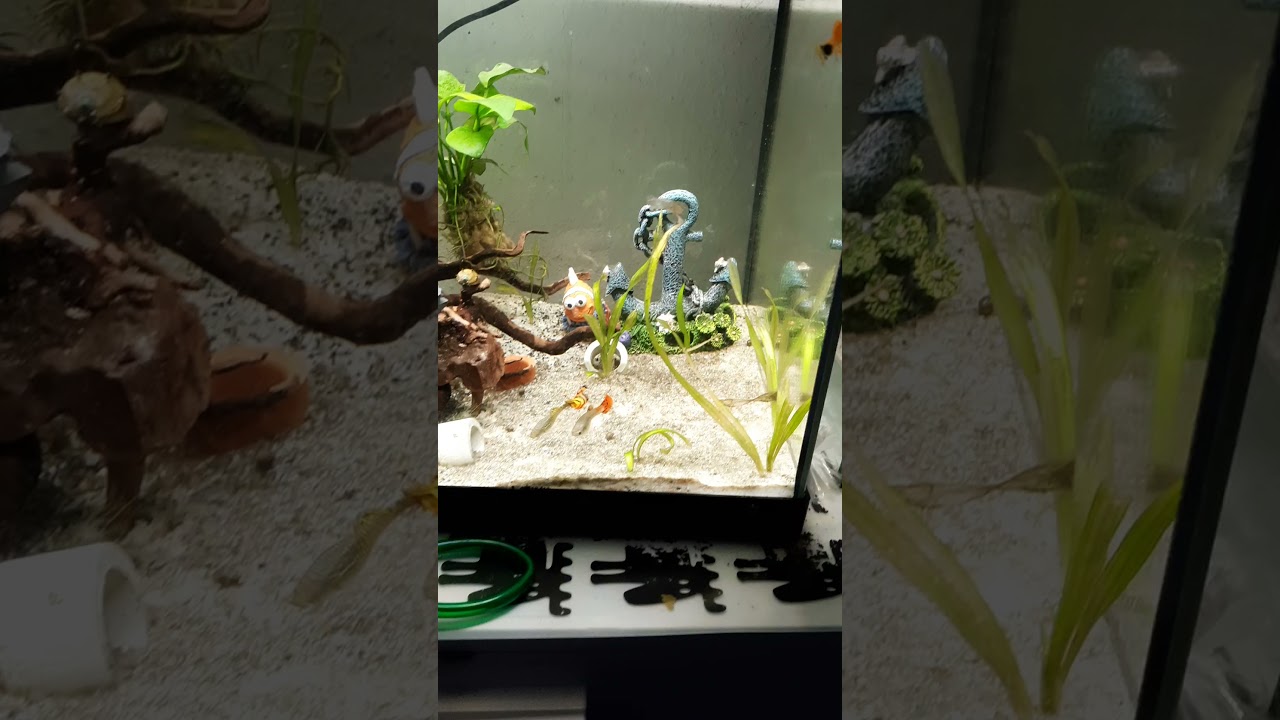 54 l Aquarium