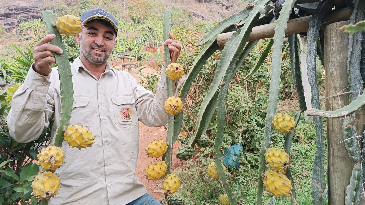 Colheita da pitaya Palora do Equador direto de Minas.