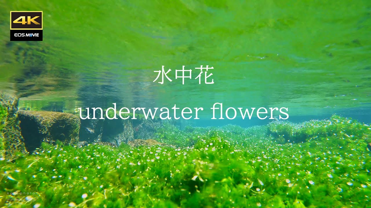 4K  湧水の水面下で咲く可愛い花  / 水中花　梅花藻    醒ヶ井宿
