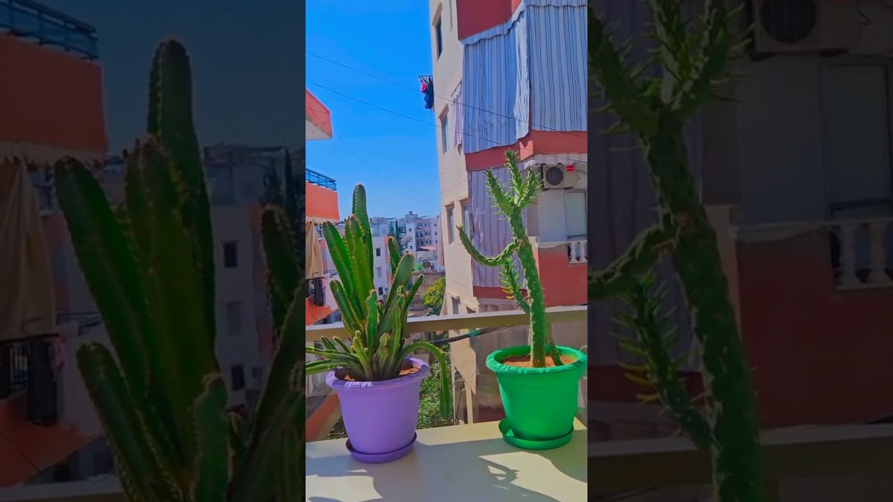 صباح الامان