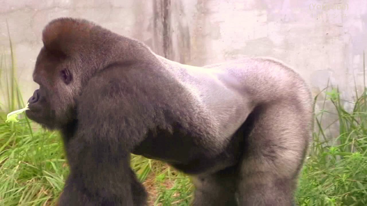 東山ゴリラ　シャバーニの誇示行動②    action Shabani