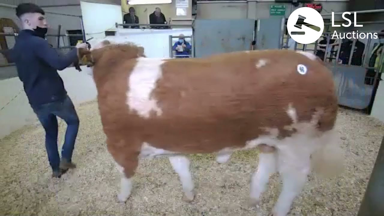 LSL Auctions - Irish Simmental Cattle Sale 'Lissadell Mr Mularkey VIP' €12,500 - LSLAuctions.com