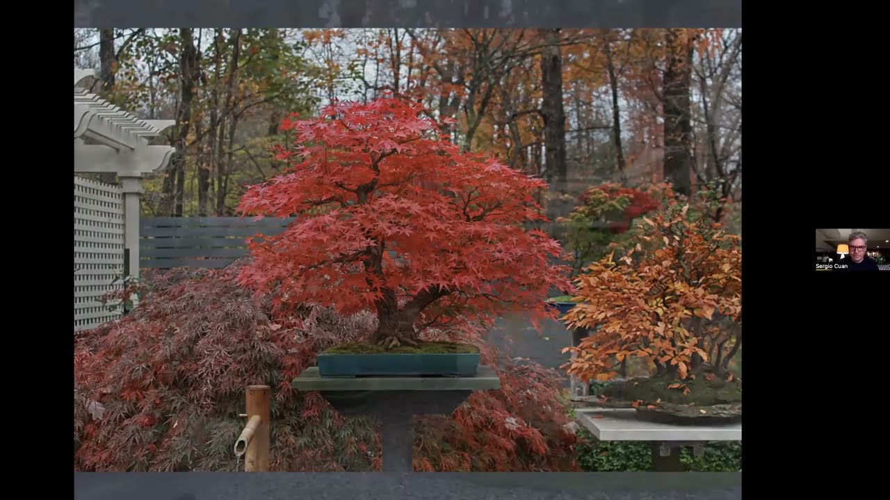 Golden State Bonsai Federation (GSBF) Golden Zoom with Sergio Cuan, February 2023
