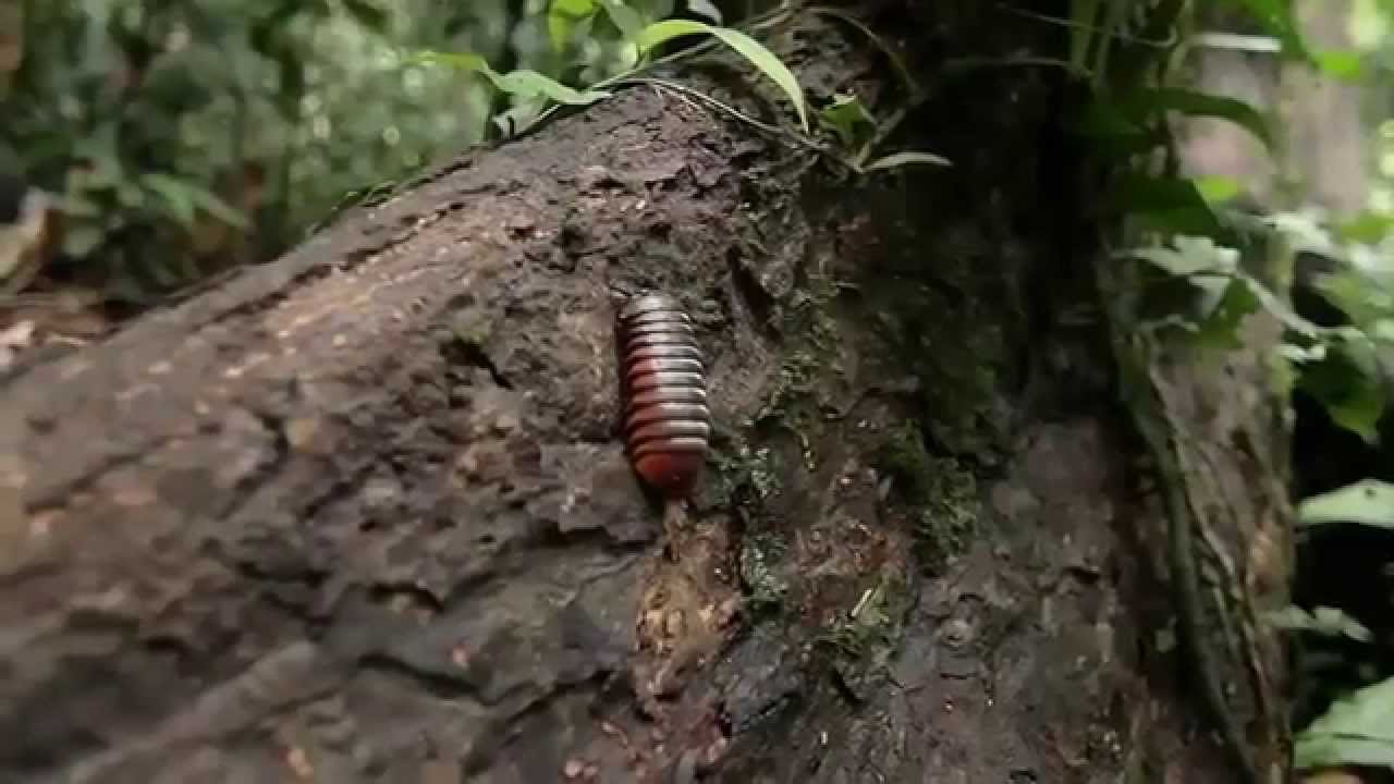 Sandakan Travel Video
