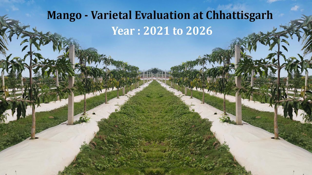 Mango - Comparative Study of 90 Varieties/ आम - 90 प्रजातियों का तुलनात्मक अध्ययन