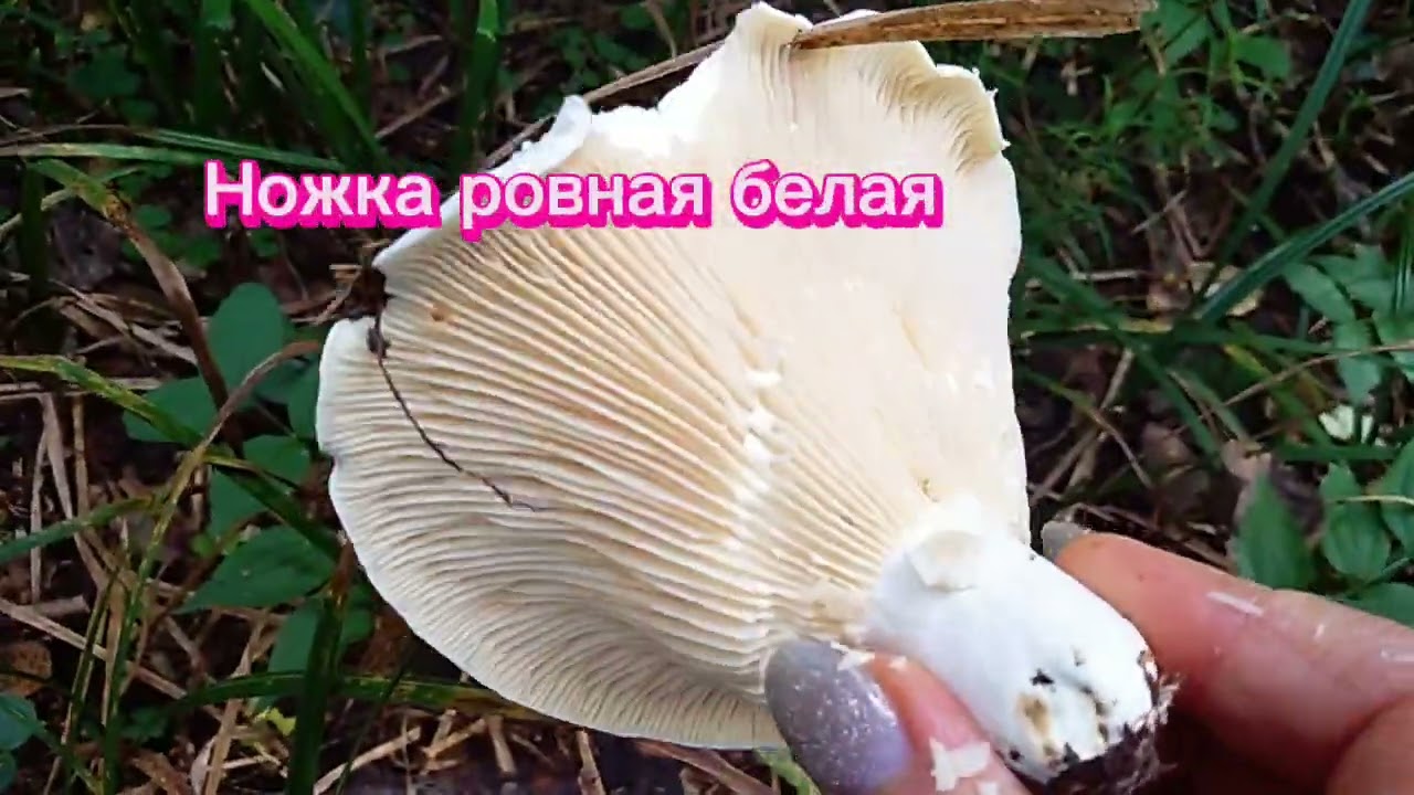 СКРИПИЦА,груздь войлочный.Lactarius vellereus.