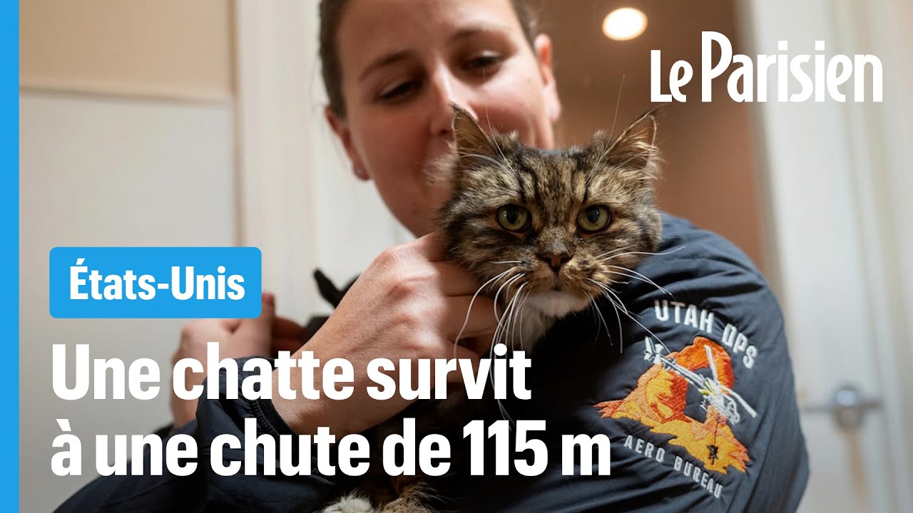 La belle histoire de Mirage, cette chatte qui a survécu à une chute de 115 mètres
