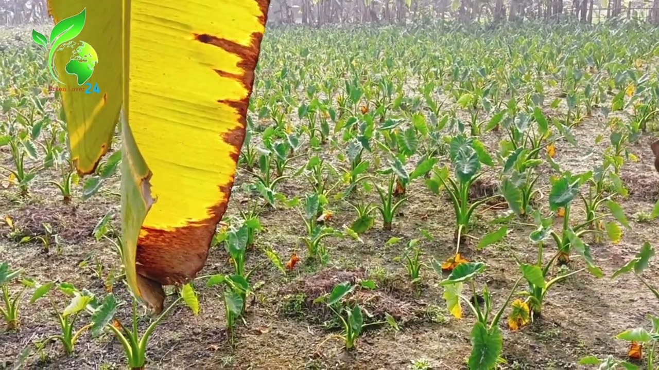 টানের জমিতে কচু চাষ লতিরাজ কচু নরসিংদী শিবপুর Green_Lover_24  #কচুর_লতি_চাষ 