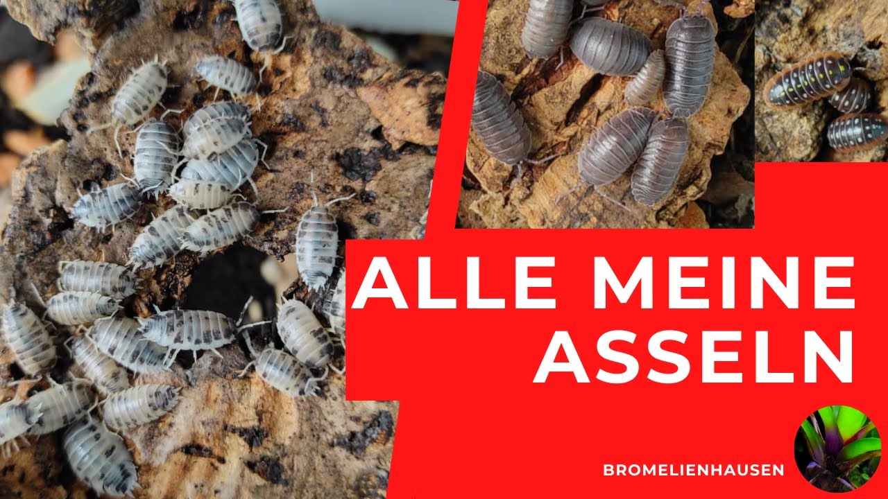 Alle meine Asseln, komplette ASSELTOUR