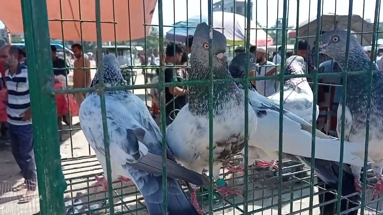 মাশাআল্লাহ, আজকে হাটে সেরা সেরা কবুতর ওঠেছে, আপনার কোন জোড়া পছন্দ, অবশ্যই যোগাযোগ করুন। ফোন নাম্বারে
