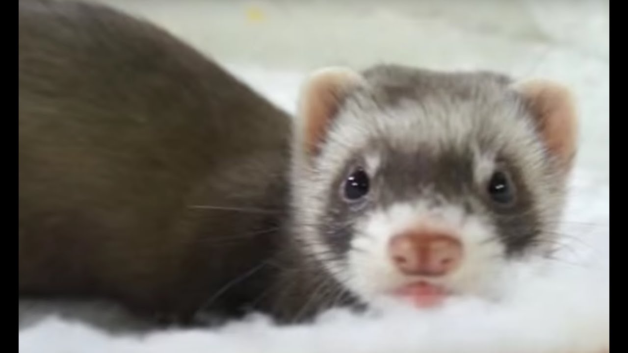 HURONES - ¿Quieres tener un hurón como mascota? ¡No te pierdas estos consejos!