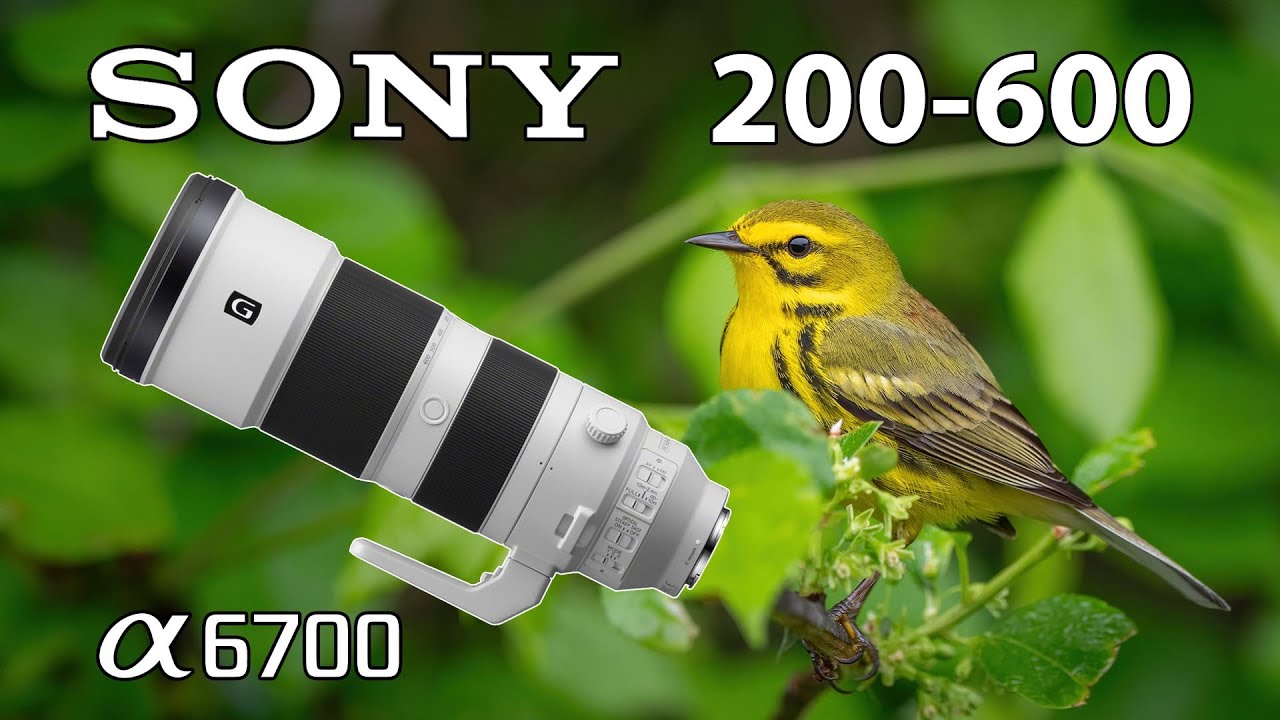 Sony 200-600 Spring Migratory Bird Photography a6700 Camera Body