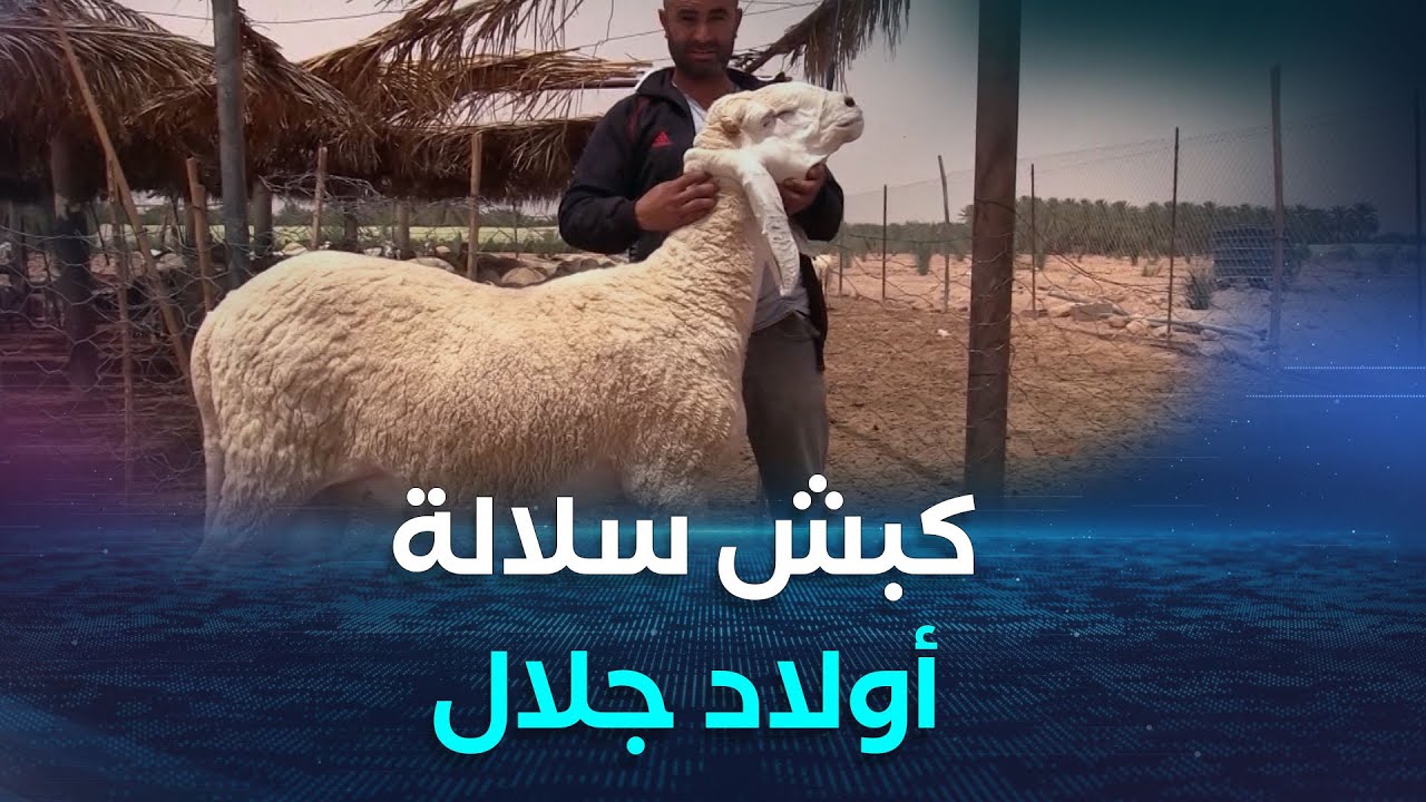 كبش #أولاد_جلال..بين نقاء السلالة ورهانات المحافظة عليها