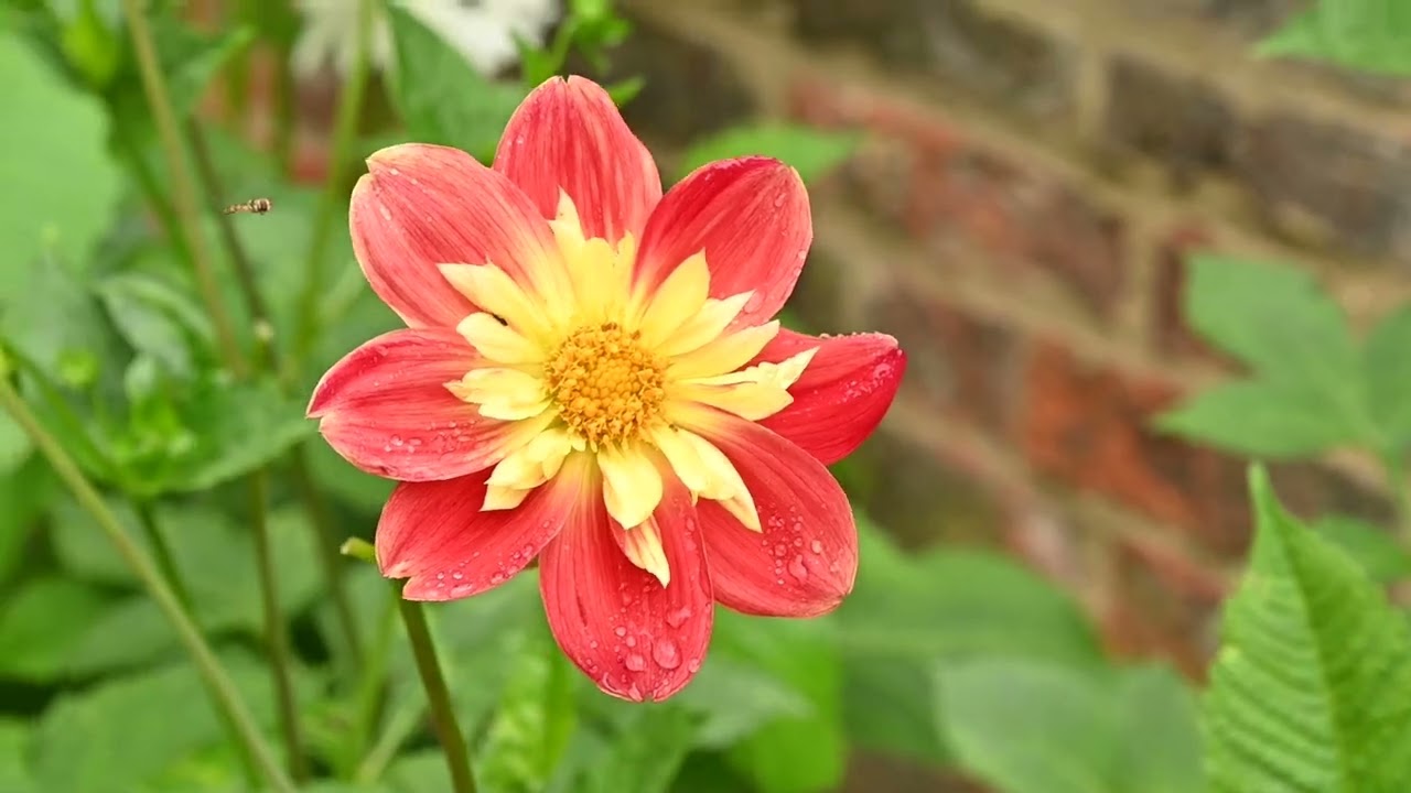 The Secret Garden